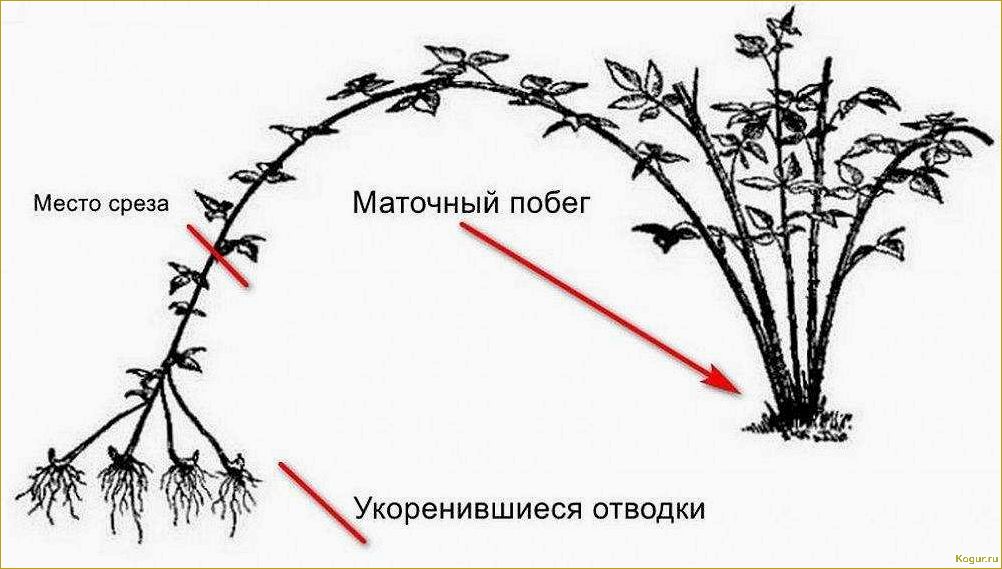 Особенности размножения и обрезки ежевики на даче