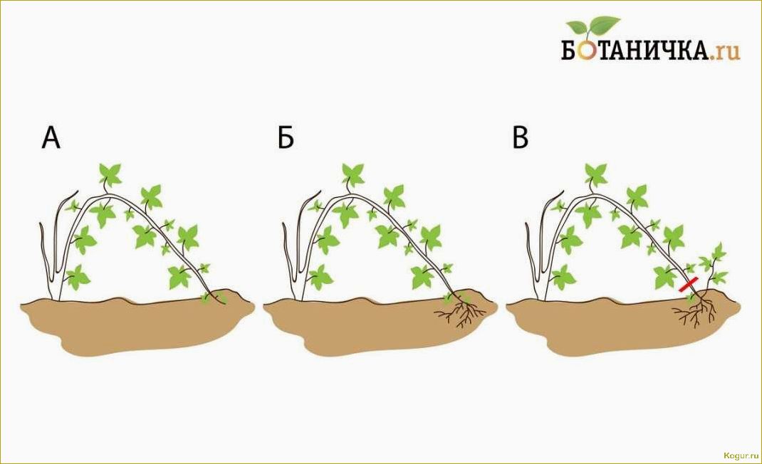 Особенности размножения и обрезки ежевики на даче