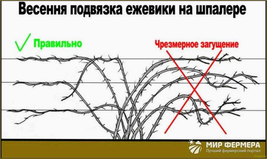 Особенности размножения и обрезки ежевики на даче