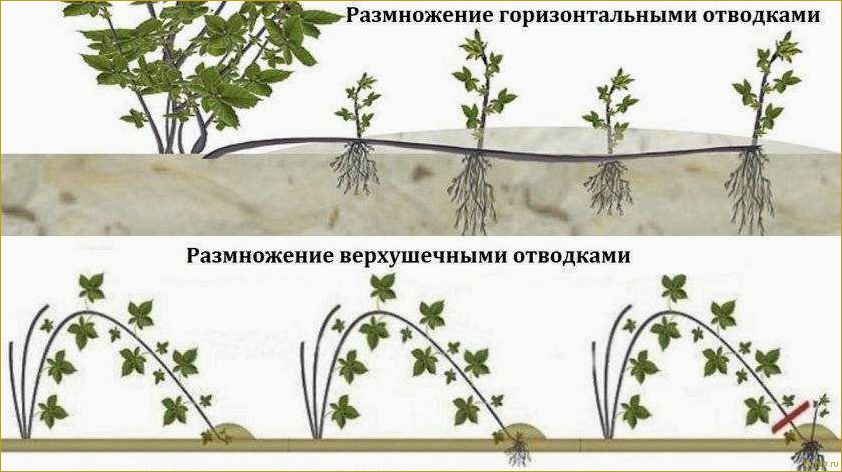 Особенности размножения и обрезки ежевики на даче