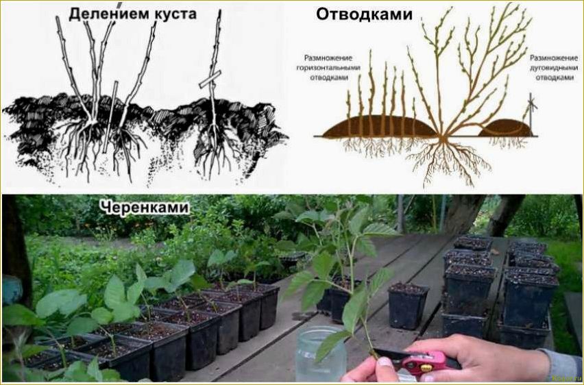 Особенности размножения и обрезки ежевики на даче