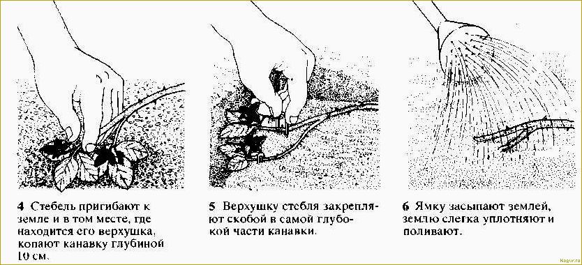 Особенности размножения и обрезки ежевики на даче