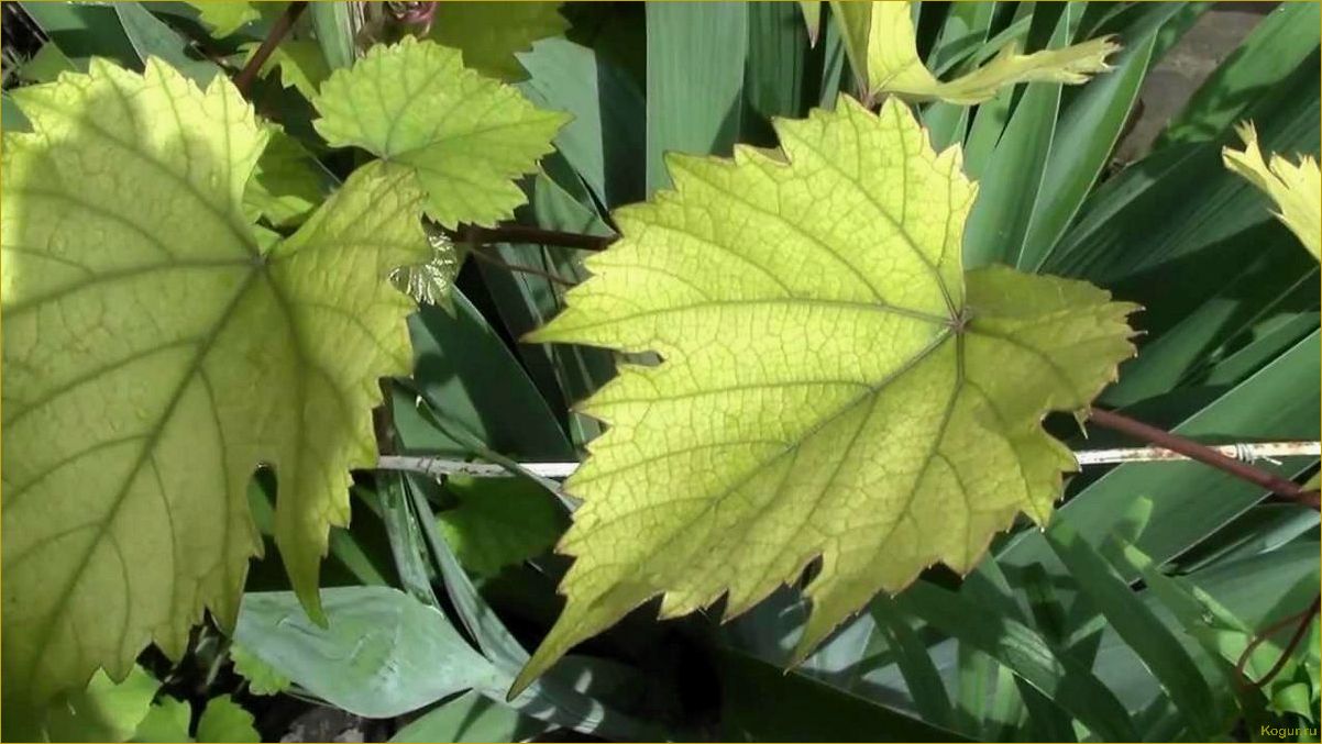 Почему листья винограда становятся светло-зеленого цвета?