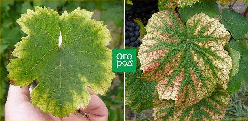 Почему листья винограда становятся светло-зеленого цвета?