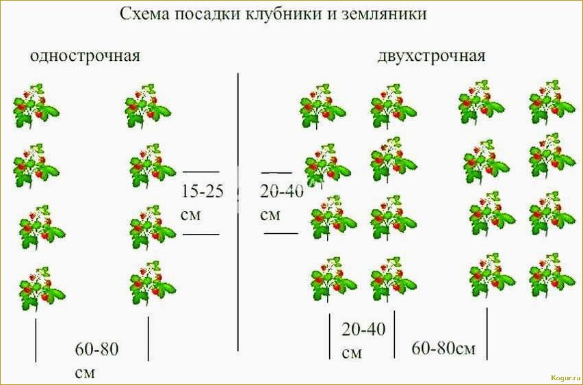 Видеоинструкция: как правильно сажать клубнику для получения хорошего урожая