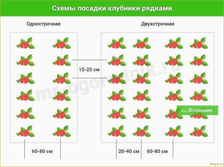 Видеоинструкция: как правильно сажать клубнику для получения хорошего урожая