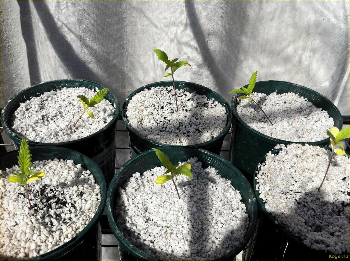 Перлит или вермикулит: в чем разница и какой выбрать для садоводства?