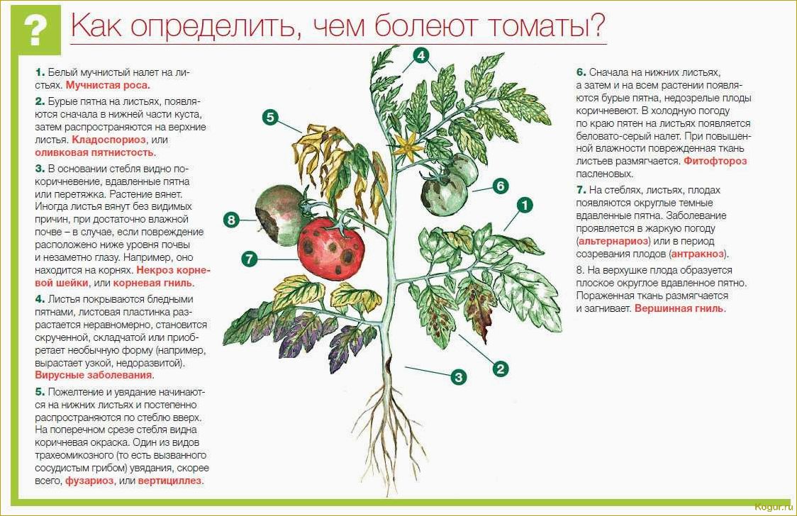 Опасные болезни томатов в теплице: как их обнаружить и лечить