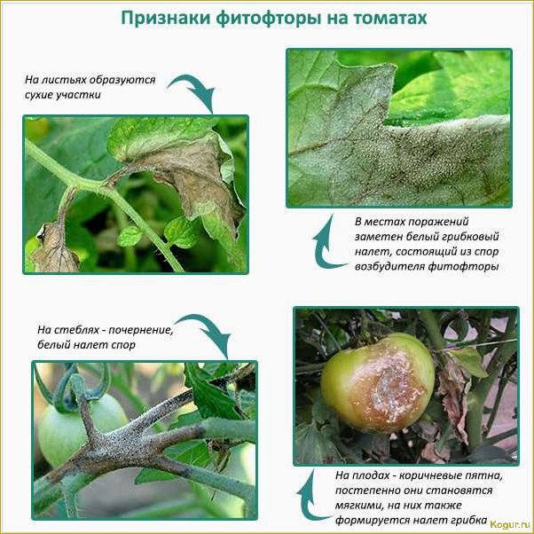 Опасные болезни томатов в теплице: как их обнаружить и лечить