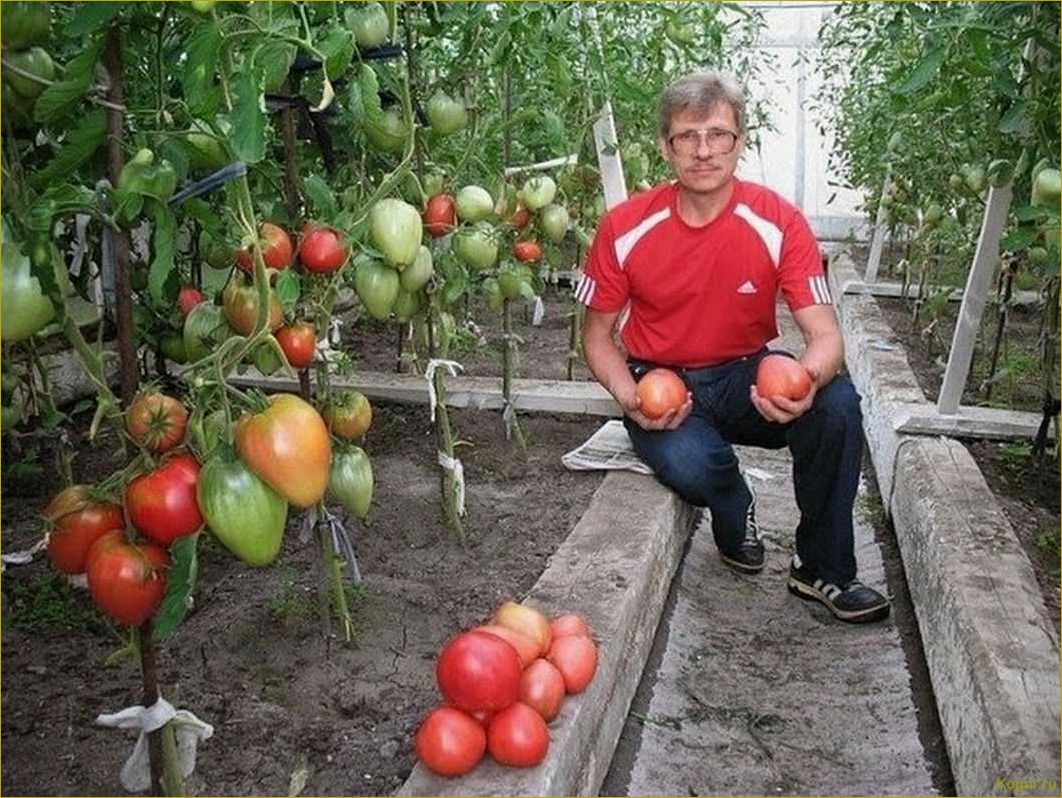Как достичь рекордного урожая томатов сорта Президент: секреты и советы