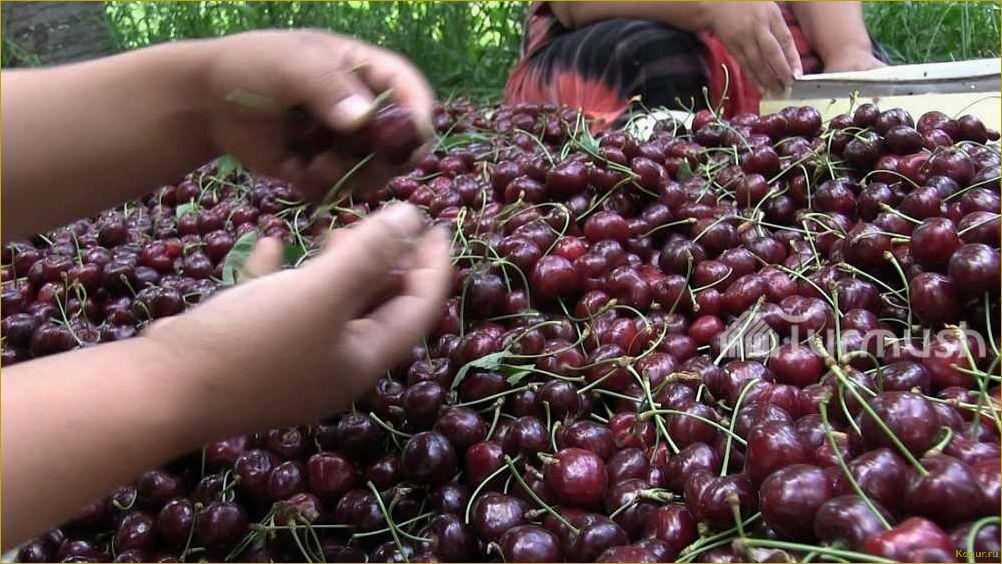 Необходимо посадить черешню сорта Фатеж на вашем участке для успешного садоводства