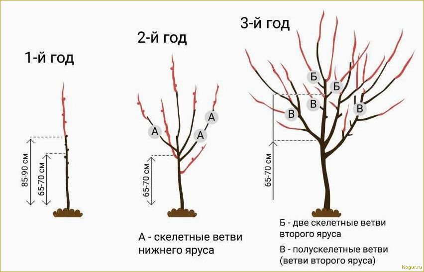 Необходимо посадить черешню сорта Фатеж на вашем участке для успешного садоводства