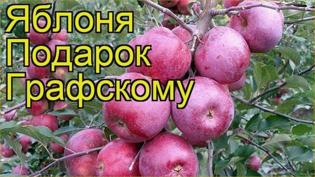 Универсальный сорт яблони Услада для разных регионов