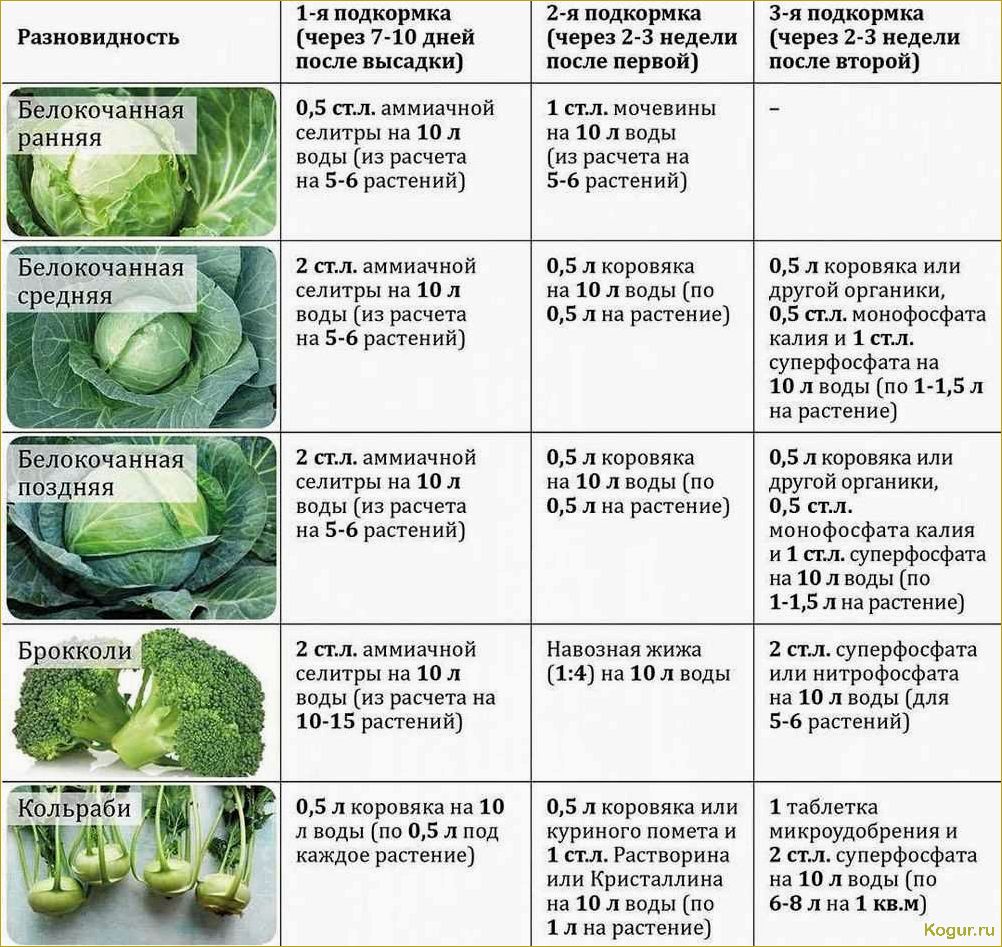 Лучшие сорта капусты брокколи для дачных грядок