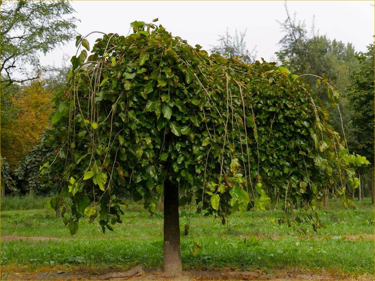 Тутовое дерево: живая сокровищница полезных элементов