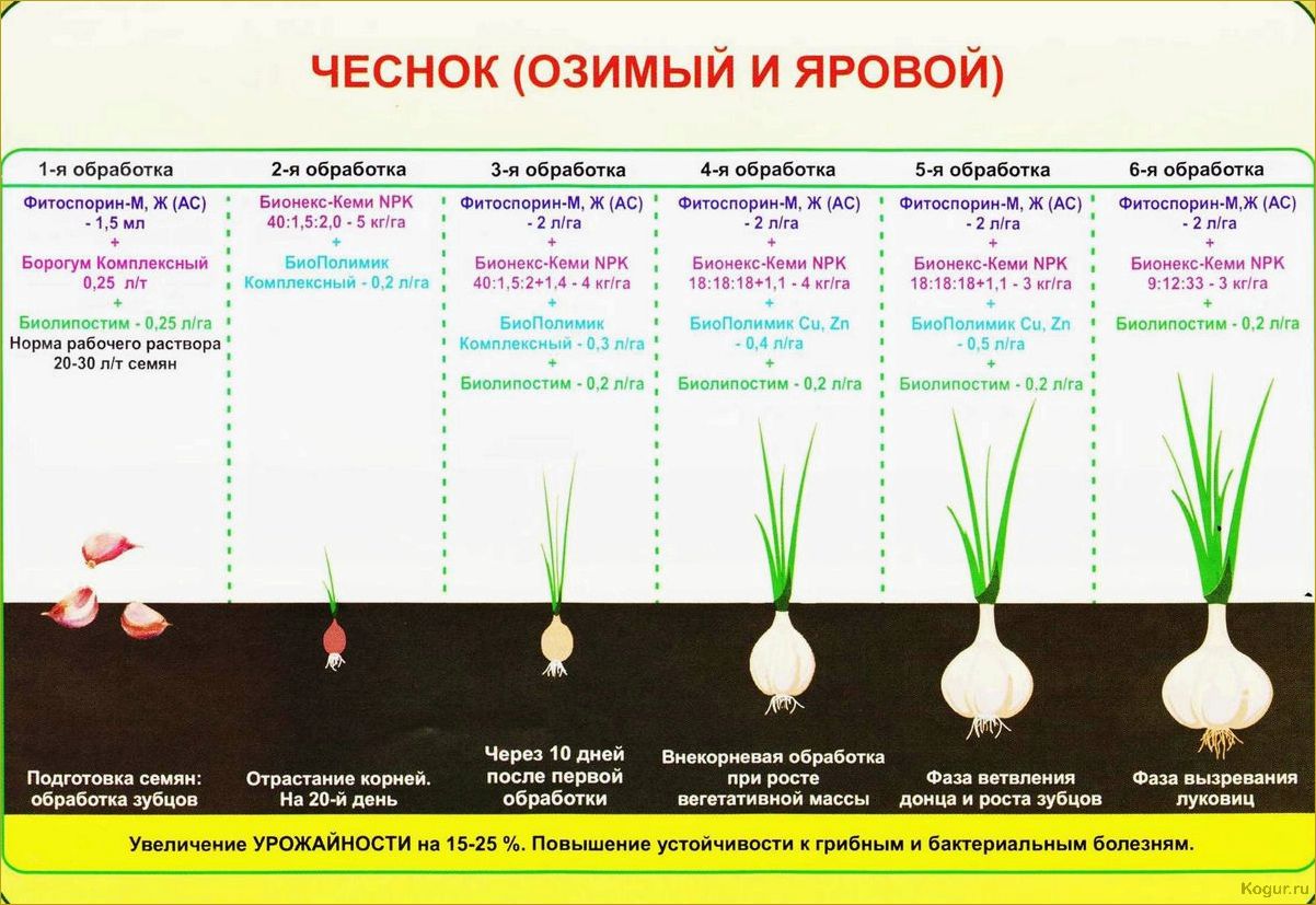 Выращивание и уход за чудным луком-батуном на дачных грядках