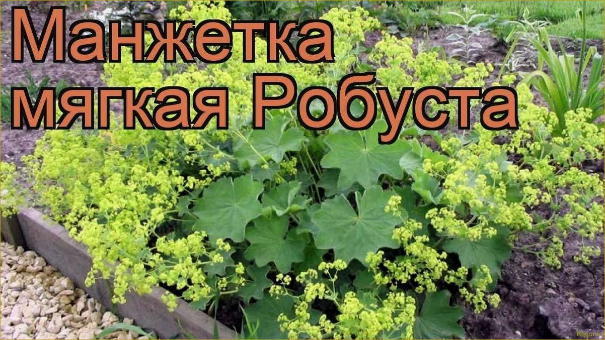 Грамотная посадка манжетки мягкой и уход за дивной культурой