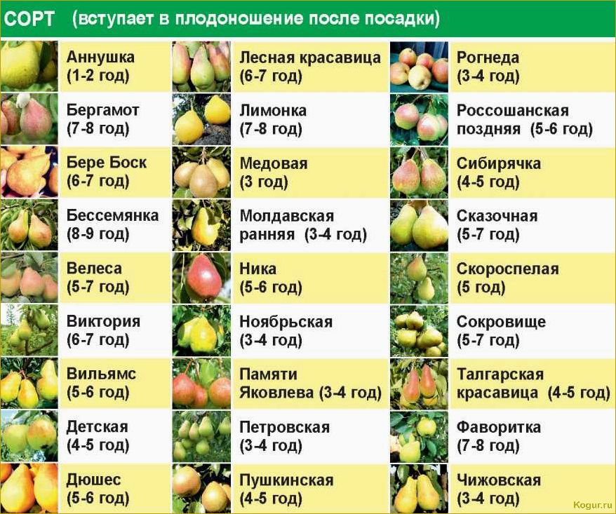 Груша сорта Сказочная: описание, секреты выращивания, грамотный уход