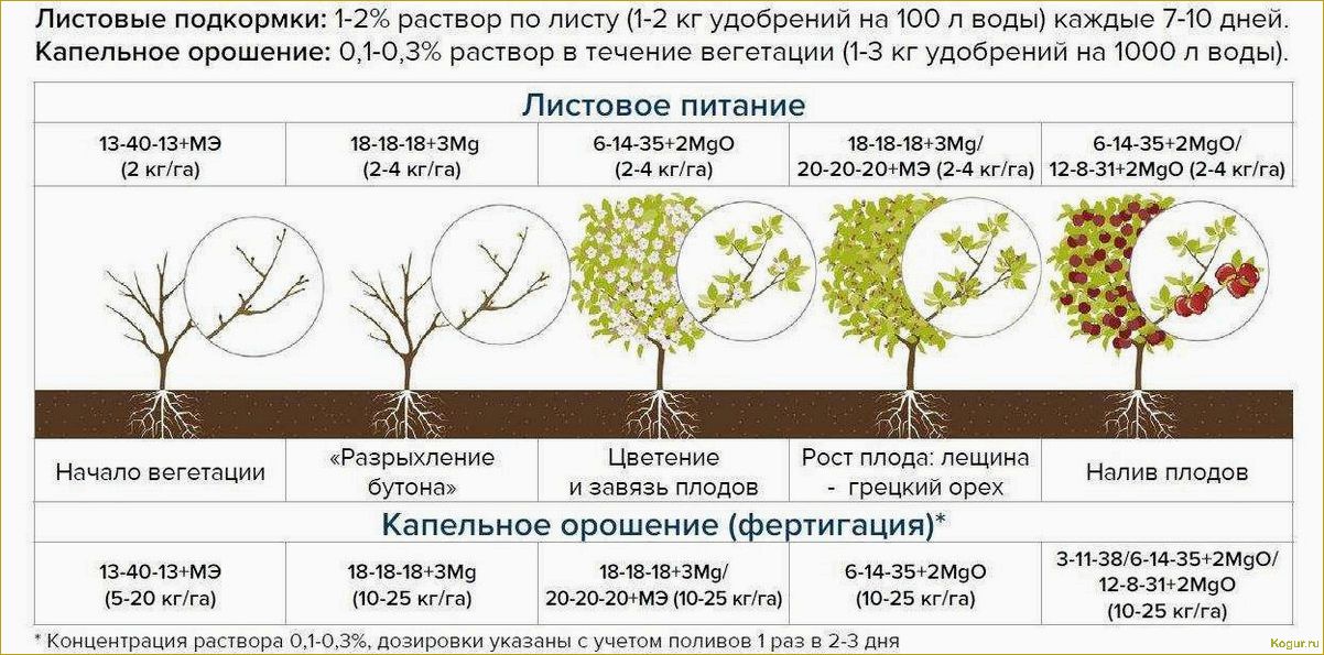 Груша сорта Сказочная: описание, секреты выращивания, грамотный уход