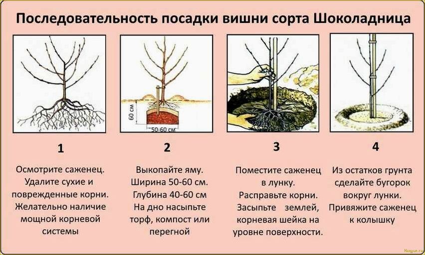 Груша сорта Сказочная: описание, секреты выращивания, грамотный уход