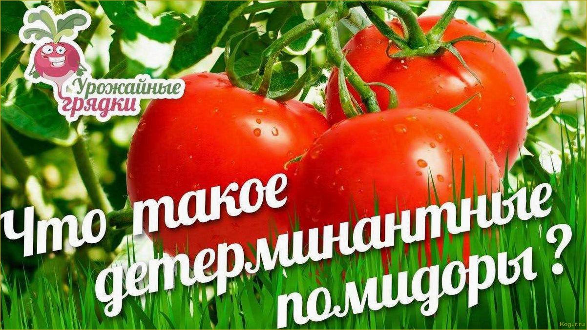 Индетерминантные сорта томатов: особенности и отличия от других сортов помидор