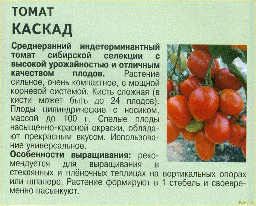 Индетерминантные сорта томатов: особенности и отличия от других сортов помидор