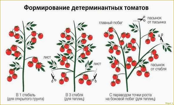 Индетерминантные сорта томатов: особенности и отличия от других сортов помидор