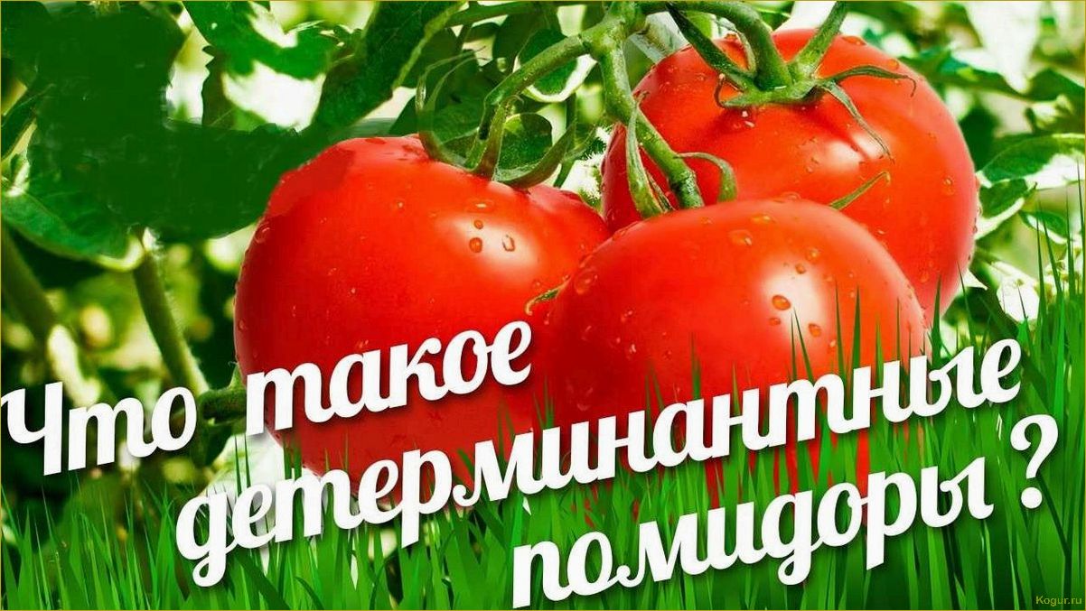 Индетерминантные сорта томатов: особенности и отличия от других сортов помидор