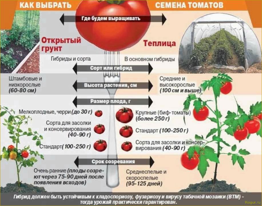 Индетерминантные сорта томатов: особенности и отличия от других сортов помидор