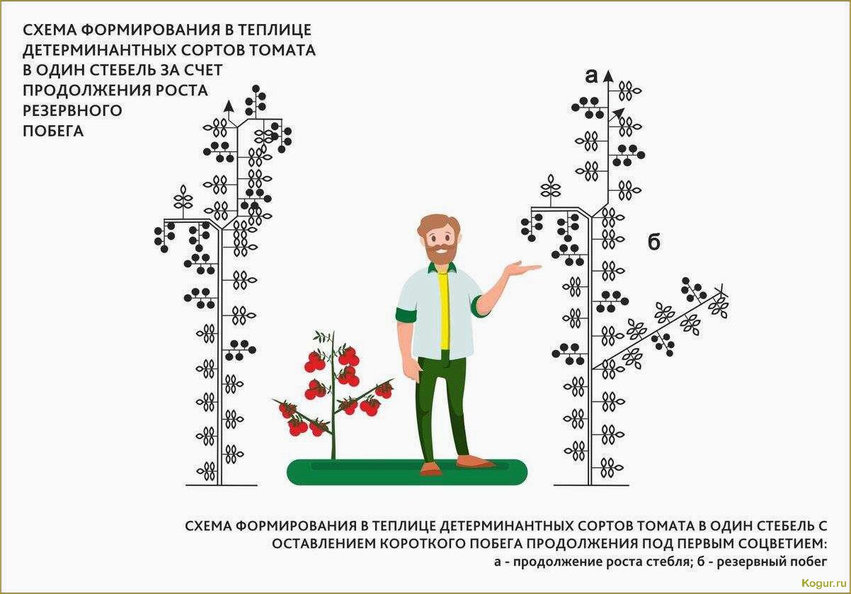 Индетерминантные сорта томатов: особенности и отличия от других сортов помидор