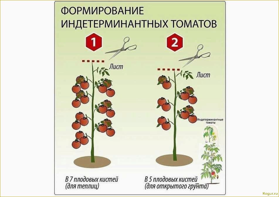 Индетерминантные сорта томатов: особенности и отличия от других сортов помидор