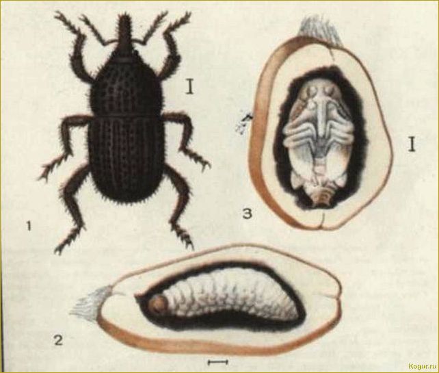 Как избавиться от зернового долгоносика: выбор эффективных методов борьбы
