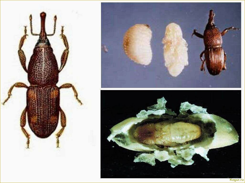 Как избавиться от зернового долгоносика: выбор эффективных методов борьбы