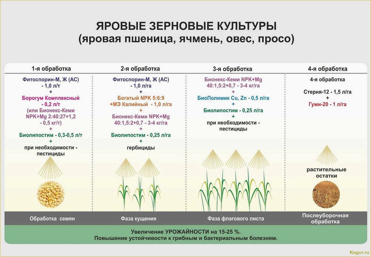 Как избавиться от зернового долгоносика: выбор эффективных методов борьбы