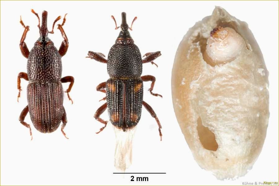 Как избавиться от зернового долгоносика: выбор эффективных методов борьбы