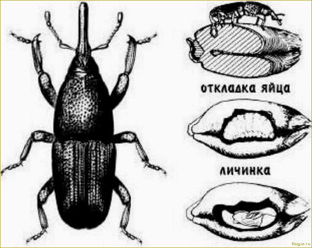 Как избавиться от зернового долгоносика: выбор эффективных методов борьбы