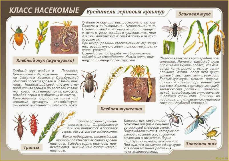 Как избавиться от зернового долгоносика: выбор эффективных методов борьбы