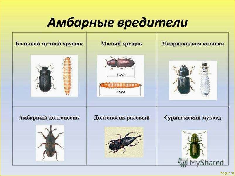 Как избавиться от зернового долгоносика: выбор эффективных методов борьбы