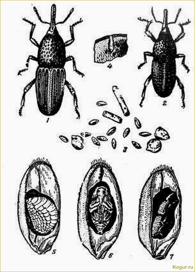 Как избавиться от зернового долгоносика: выбор эффективных методов борьбы
