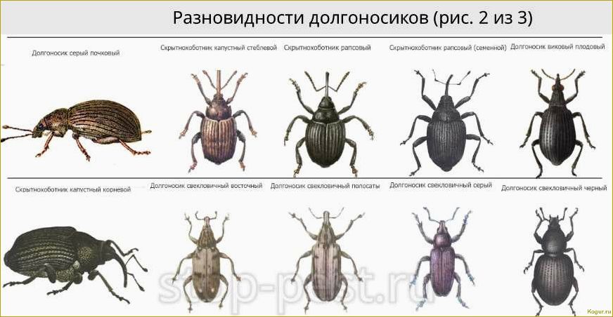 Как избавиться от зернового долгоносика: выбор эффективных методов борьбы