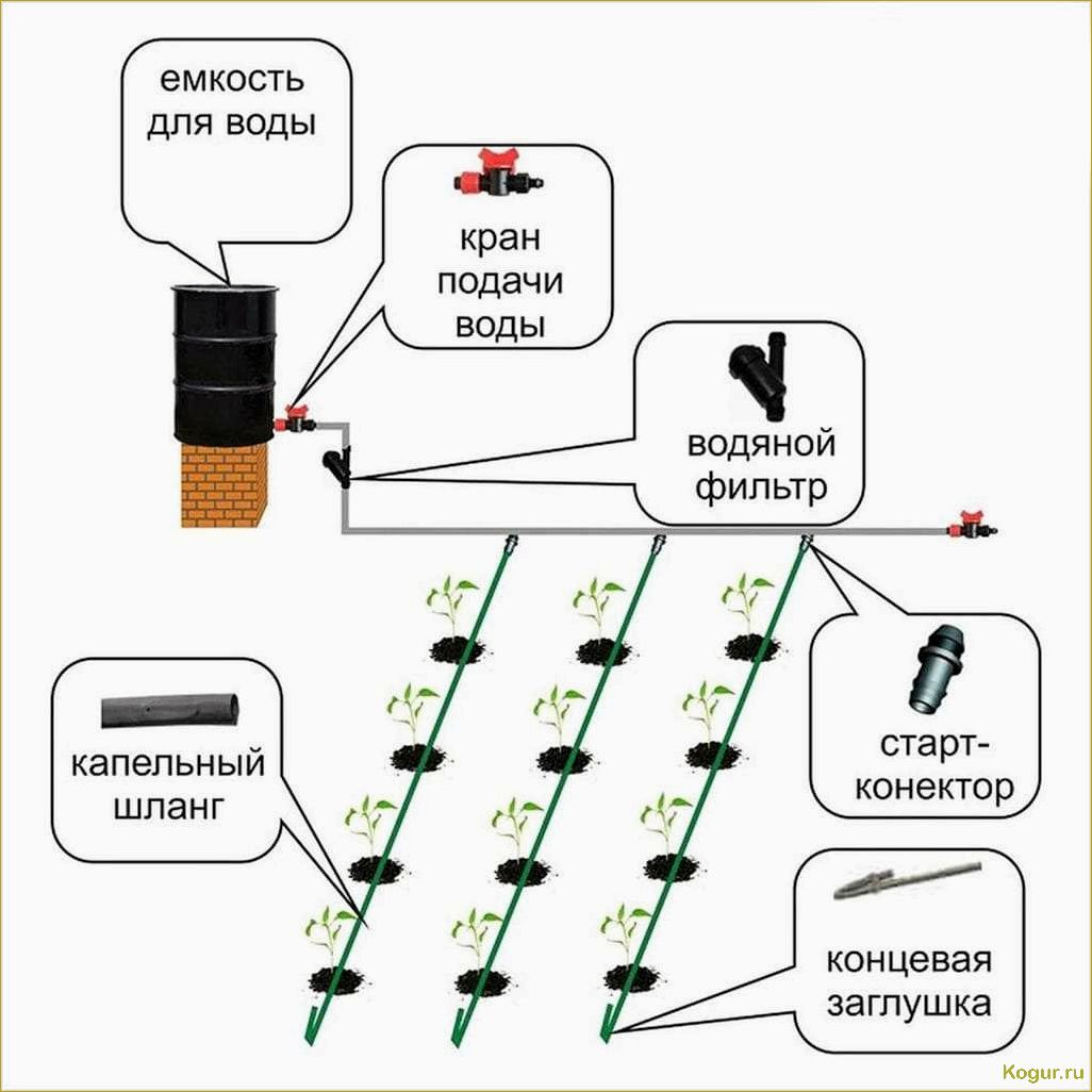 Инструкция по созданию и установке системы капельного полива в теплице