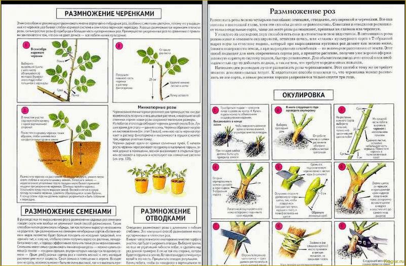 Как вырастить розу из черенка: особенности несложной агротехники