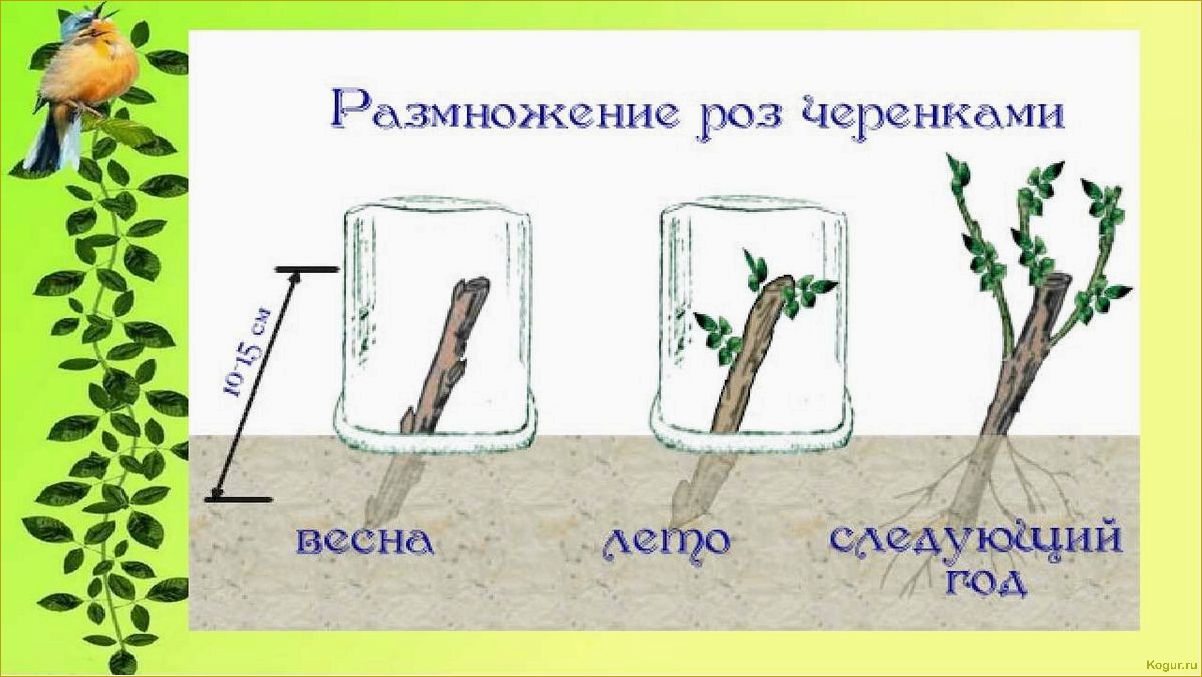 Как вырастить розу из черенка: особенности несложной агротехники