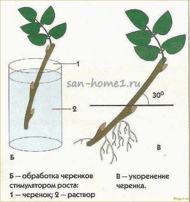 Как вырастить розу из черенка: особенности несложной агротехники