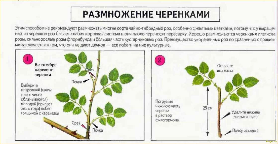 Как вырастить розу из черенка: особенности несложной агротехники