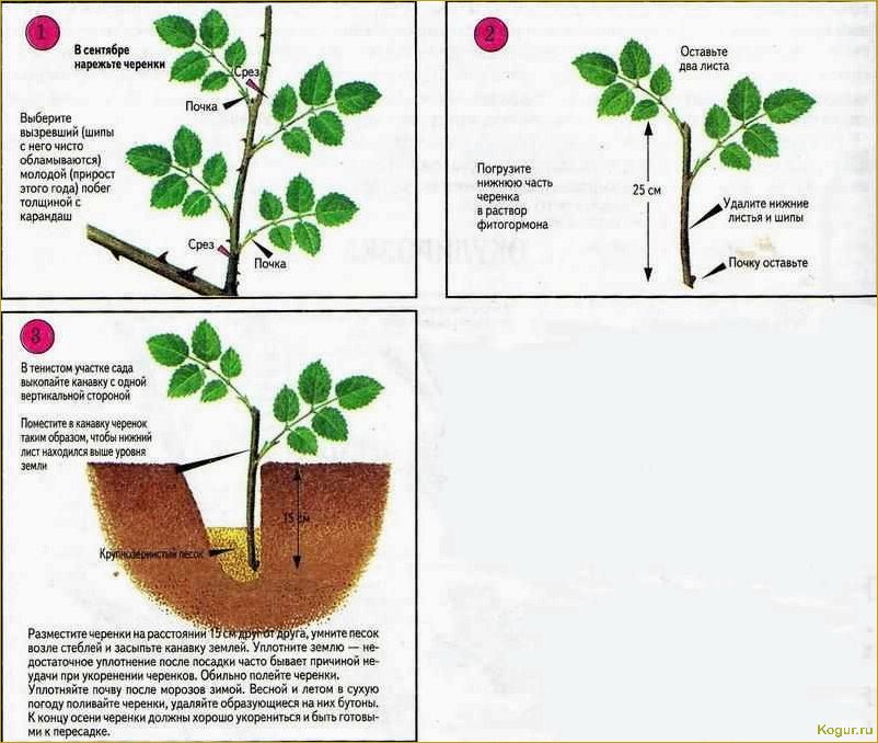Как вырастить розу из черенка: особенности несложной агротехники