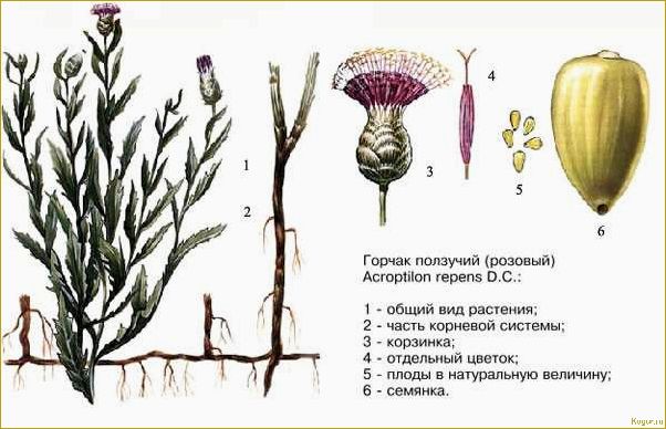 Как бороться с горчаком ползучим на дачном участке во время карантина