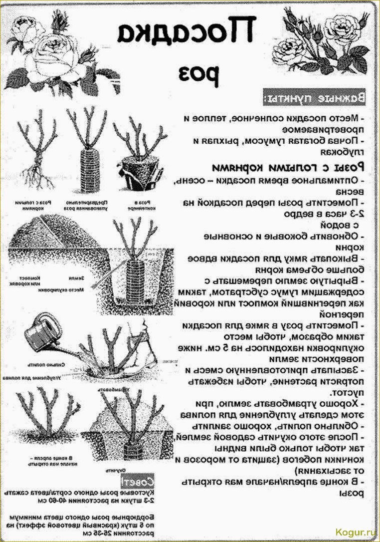 Когда и как правильно сажать розы