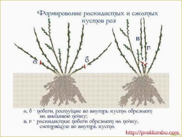 Когда и как правильно сажать розы