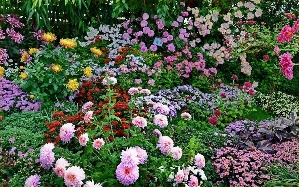 Ирис, пион и хризантема: красивые и долговечные цветы для сада и огорода